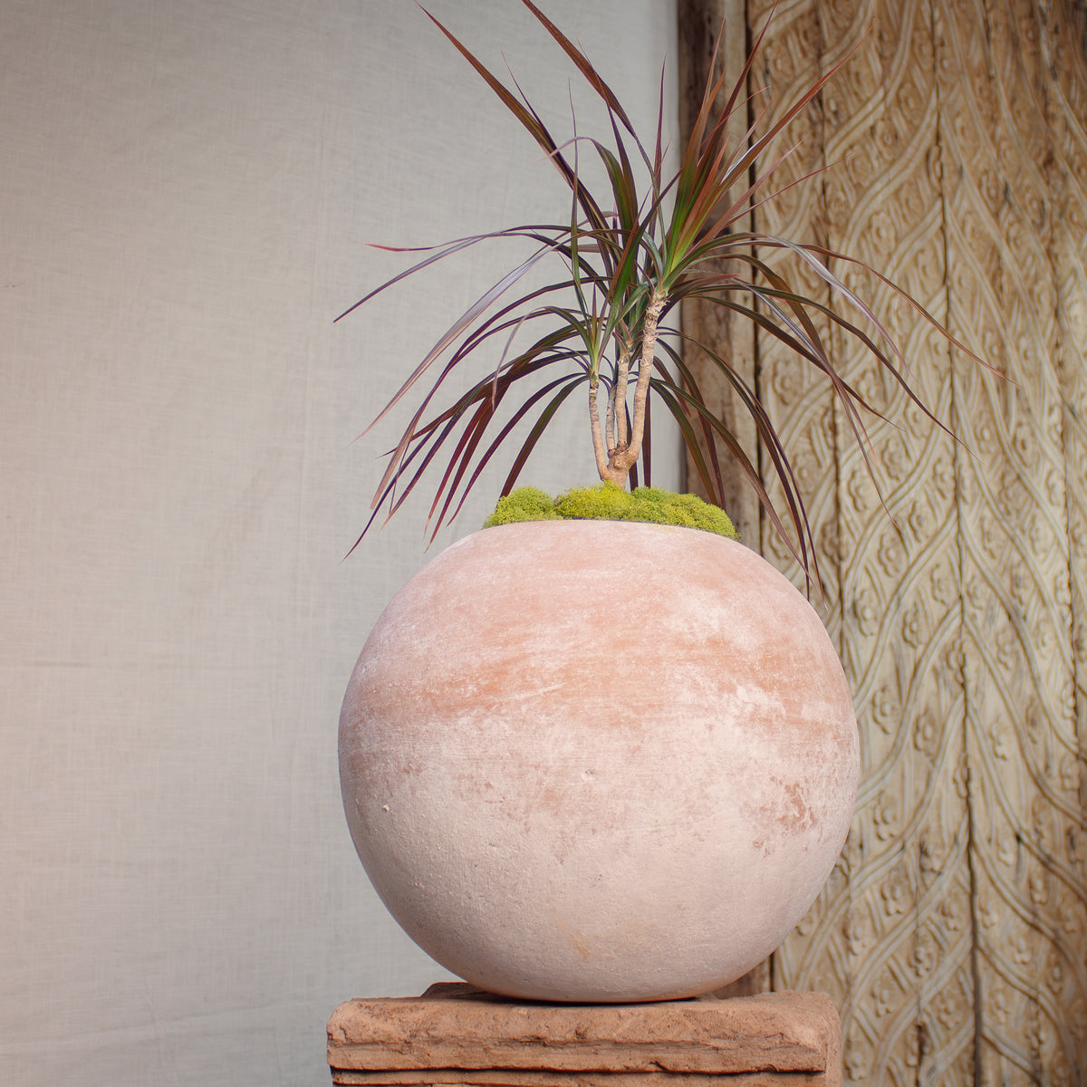 A sphere shaped terracotta pot with a dracena palm tree planted within. Pot has a distressed beige and white textured finish, displayed on a stone block in front of carved wood door.