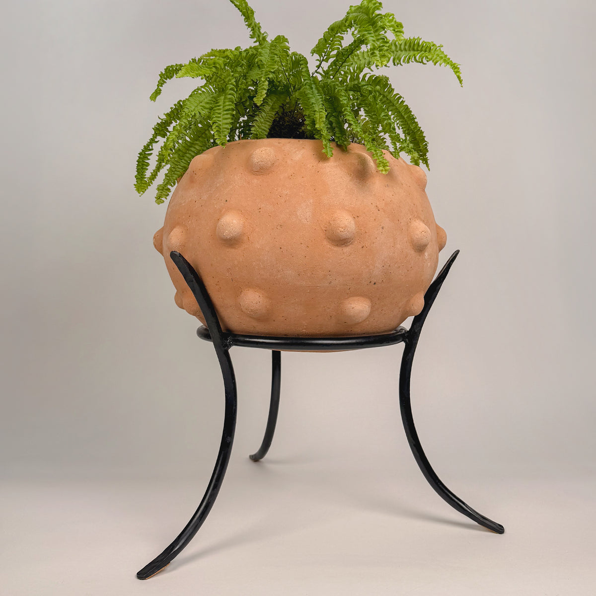 A terracotta-colored planter with a bumpy, textured surface, filled with a green fern, displayed on a black metal stand against a neutral light gray background.