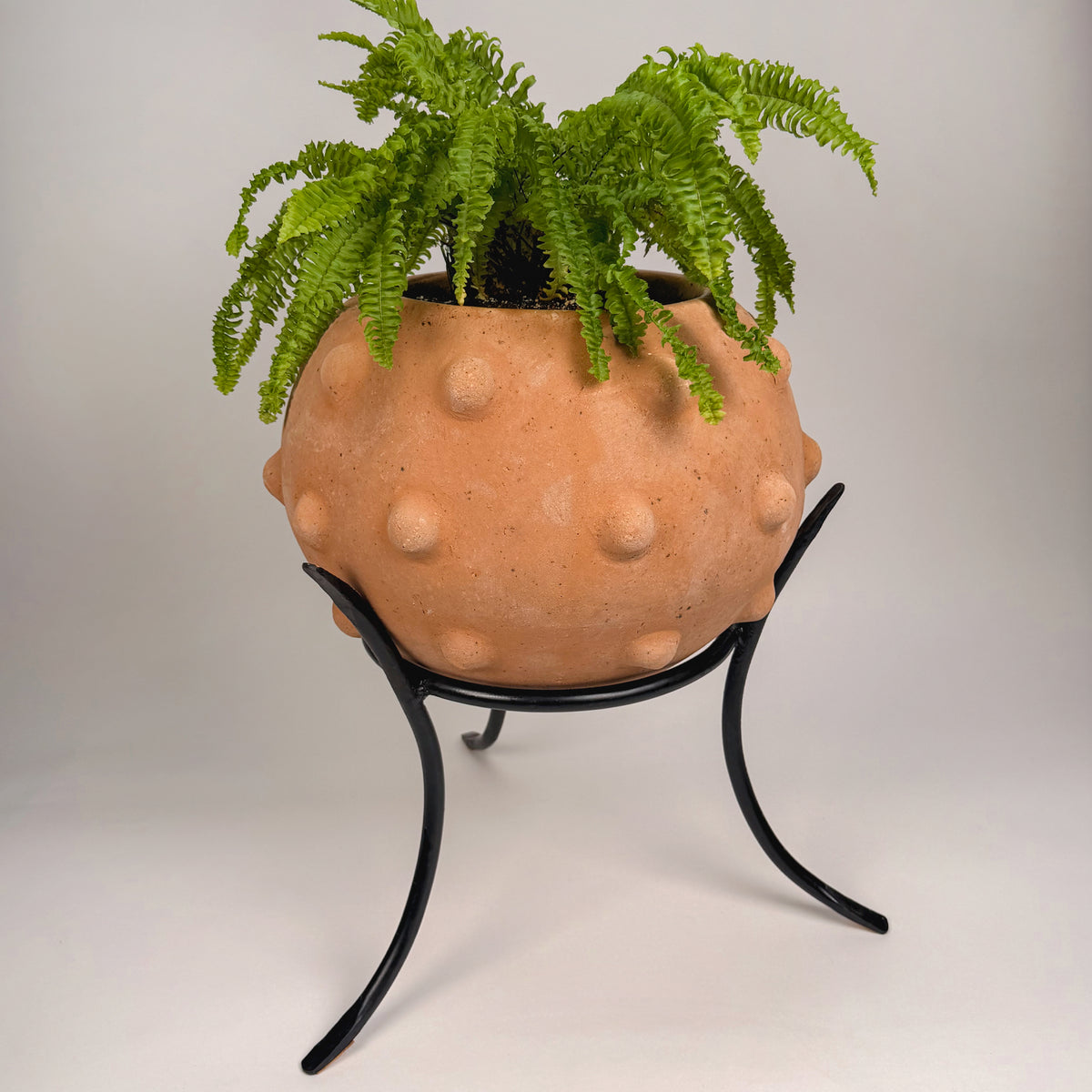A terracotta-colored planter with a textured, bumpy surface, holding a green fern, displayed on a black metal stand against a neutral light gray background.
